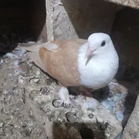 کبوتر رنگی|پرنده|گنبد کاووس, |دیوار