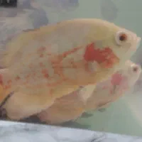 ماهی آکواریوم لجنخوار غذا گیاه خوار وگوشتخوار|ماهی|رشت, منظریه|دیوار