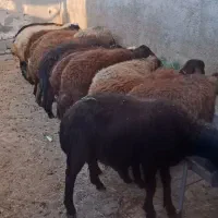 بره گوسفند زنده خریدوفروش