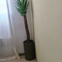 گیاه یوکا|گل و گیاه طبیعی|شیراز, محمودیه|دیوار