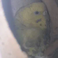 مرغ عشق با تخم معاوضه با عروس هلندی و طوطی کوتوله