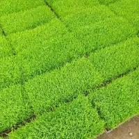 توم هاشمی قالبی ۲۳۰