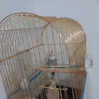 عروس هلندی وایت فیس مولد تظمینی|پرنده|آستارا, |دیوار