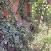 فروش تخم نطفه دار|حیوانات مزرعه|نجفآباد, حومه نجف آباد|دیوار