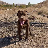 سگ امریکن پیتبول