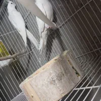 عروس هلندی|پرنده|خاش, |دیوار