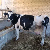 فروش 2راس گاو شیری آبستن|حیوانات مزرعه|مرودشت, رامجرد یک|دیوار
