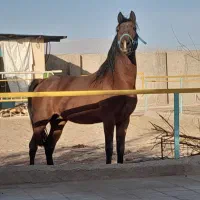 اسب وبز|اسب و تجهیزات اسبسواری|رفسنجان, |دیوار