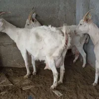 بز سانن اصیل|حیوانات مزرعه|سیمین شهر, |دیوار