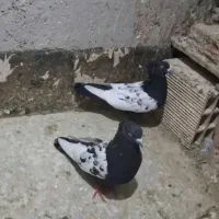 کبوتربلندپرواز