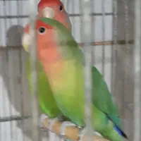 طوطی برزیلی|پرنده|اهواز, شریعتی جنوبی|دیوار