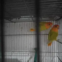 طوطی برزیلی|پرنده|بندر ماهشهر, |دیوار