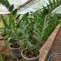 گلهای اپارتمانی باکیفیت وخاص|گل و گیاه طبیعی|سورک, |دیوار