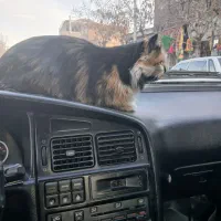 گربه فوق رام پرشین