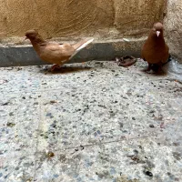 دم سفید خال سیا|پرنده|شوشتر, |دیوار