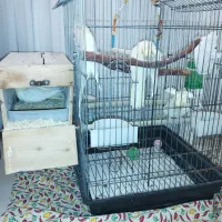 فروش عروس هلندی مولد با جوجه|پرنده|بندرعباس, |دیوار