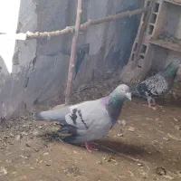 کفتر مسافتی