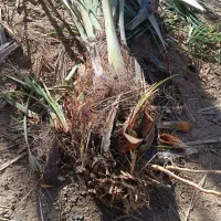 فروش پاجوش با تجربه