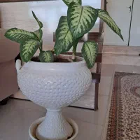 گل طبیعی دیفن باخیا