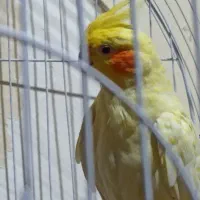 عروس هلندی|پرنده|خرمشهر, |دیوار