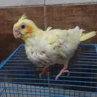 طوطی عروس هلندی