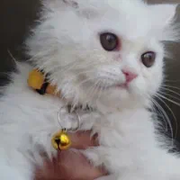 گربه ماده|گربه|زاهدان, |دیوار