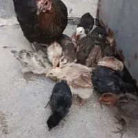 جوجه محلی