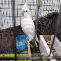 جفت عروس پاریس آلبینو|پرنده|شادگان, |دیوار