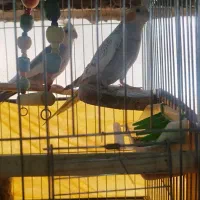 عروس هلند.ی