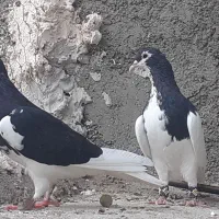 جفت یال و چپ|پرنده|فسا, |دیوار