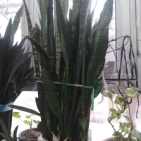 2 عدد گل سنسوریا