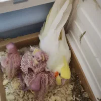 سه عدد عروس هلندی دوتاماده یک عددنر