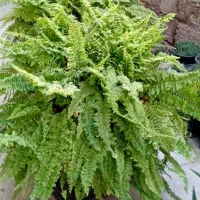 گلهای طبیعی|گل و گیاه طبیعی|رشت, تازه آباد|دیوار