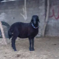بره قره قزل هترو
