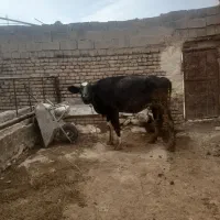 گاوگوساله