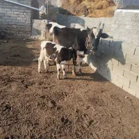 گاو شیری جوان