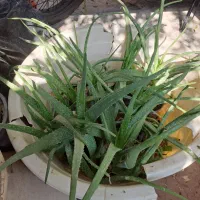 گل آلورا|گل و گیاه طبیعی|شیراز, تندگویان|دیوار
