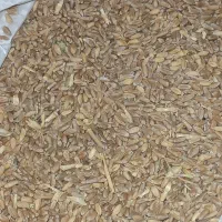 گندم دیمه