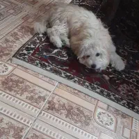 توله شیتزو ماده مهربون بازیگوش حرف گوش کن|سگ|کرج, حصارک بالا|دیوار