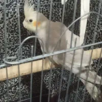 عروس هلندی آهوی وسیامون وابلق