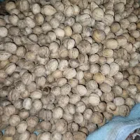 گردو به قیمت عمده درجه 1به شرط