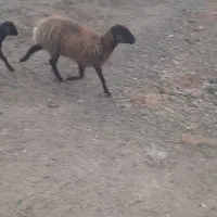 میش و بره|حیوانات مزرعه|سده (خراسان جنوبی), |دیوار