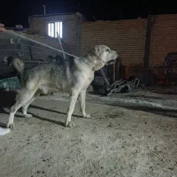 واگذاری سگ الابای