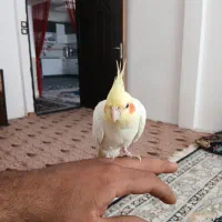 عروس هلندی دستی|پرنده|تربت جام, شاهد|دیوار