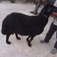 قوچ قره قزل هترو ز قود