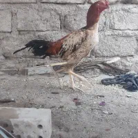 خروس نسل دار مغاوضه