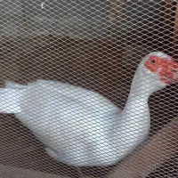 اردک اسرائیلی نر ۷۵۰۰۰۰ تومان