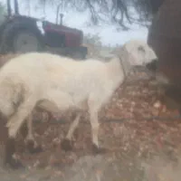 گوسفند فروشی سه تا میش با یک شیشک