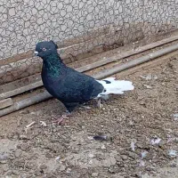 پرنده