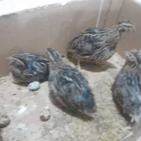 بلدرچین تخم گذار